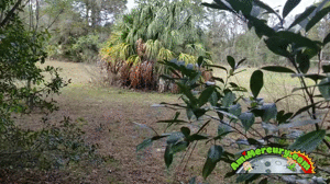 www.amimercury.com - Transformed Into An Orc thumbnail